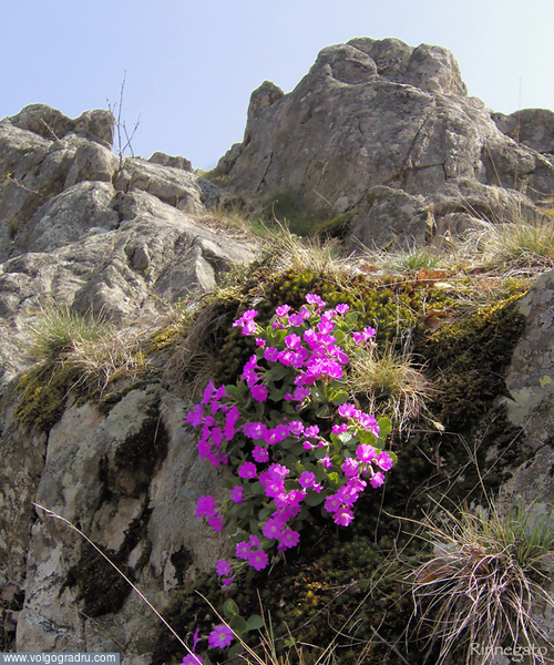 Весна в горах. цветы, Альпы, природа