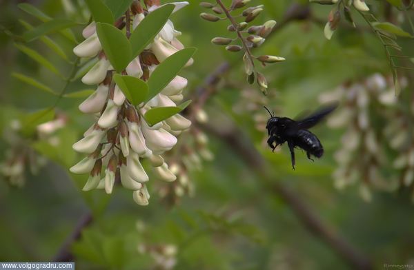Земляная пчела - одна из разновидностей шмелей . насекомые, акация, земляная пчела