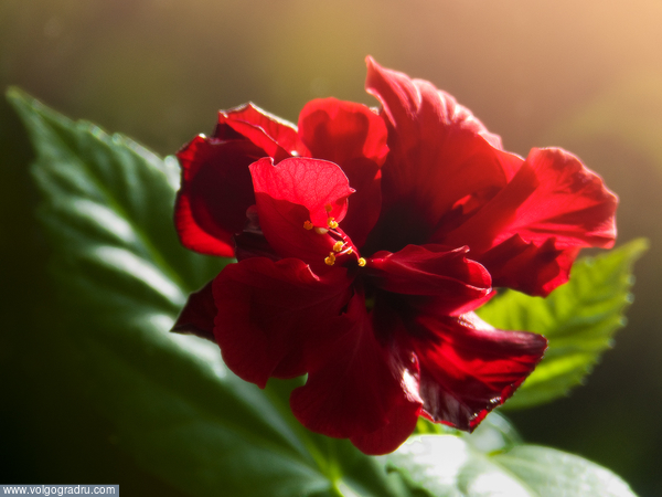 китайская роза
. гибискус, цветок, красный