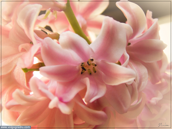 Гиацинт . цветок, весна, гиацинт