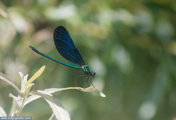 интересная разновидность с полностью синими крыльями, чаще встречаются частично затемненные . красавка, стрекоза, Блестящая красотка
