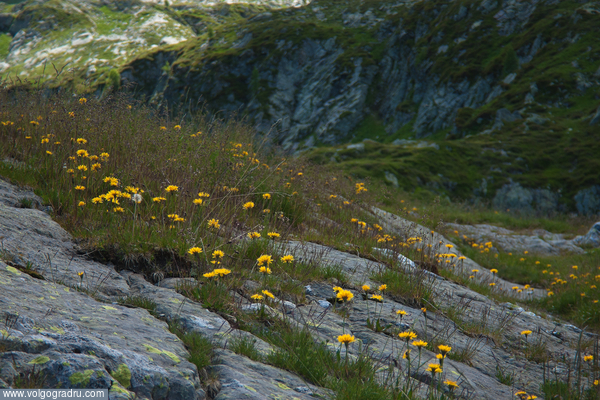 Альпийскии "одуваньчики" . горы, скалы, цветы