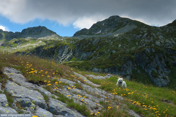 west highland white terrier  горы... . собака, горы, цветы