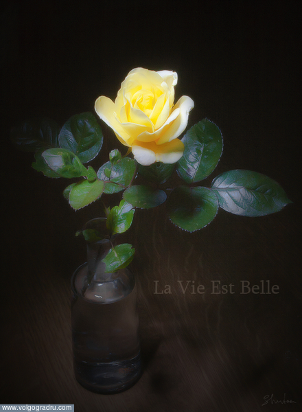 Жизнь прекрасна и удивительна!!!)  
...последняя роза в этом году. роза, цветы, 