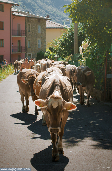 Каждый год в сентябре, по нашей улице, с альпийских лугов, гонят стадо коров. Все население выходит из домов что бы проводить их на зимние квартиры. Говорят, этой традиции уже несколько веков.
Вот и пришла осень... 
. осень, стадо, коровы