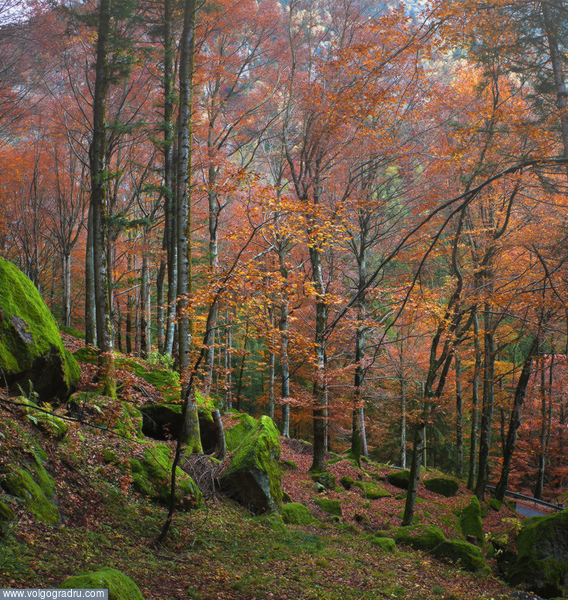 осень в буковом лесу . осень, камни, мох