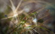 Звездное обаяние жухлой травы