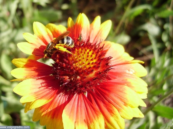 лето, жара, цветы, пчелы, пестики, тычинки..... цветы, насекомые, животные