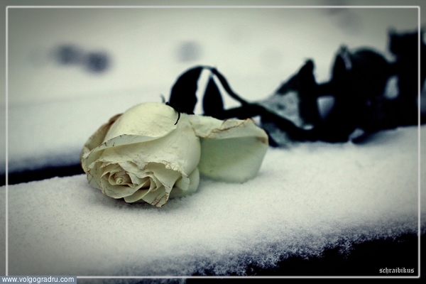 забытая на снегу. зима, снег, роза