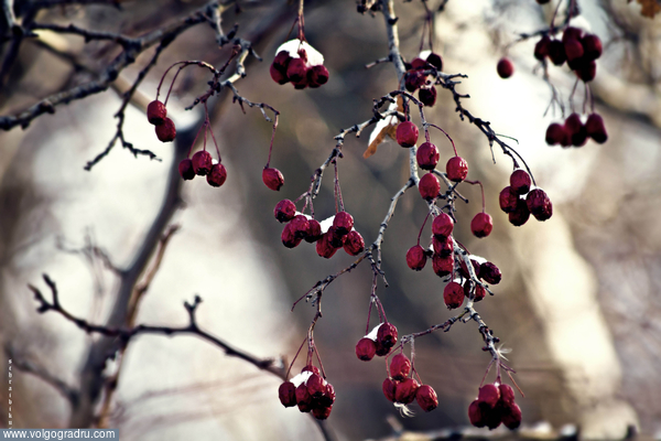 ***. зима, деревья, ягода
