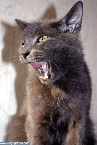 Серый кот. кошки, животные, фото