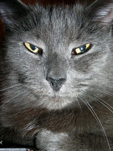 Серый кот. кошки, животные, фото