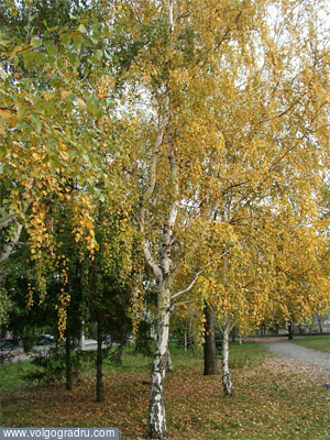 берёзки осенью. природа, пейзаж, Волгоград