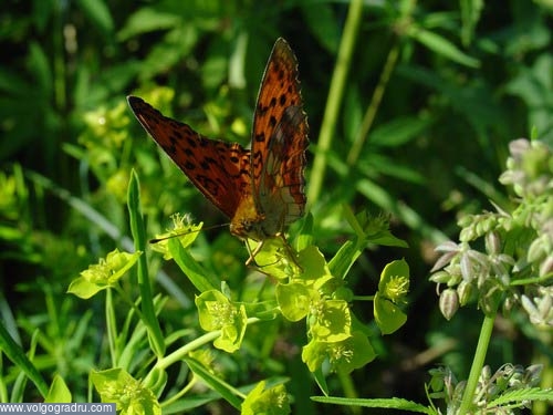 Бабочка в траве. макро, насекомые, животные