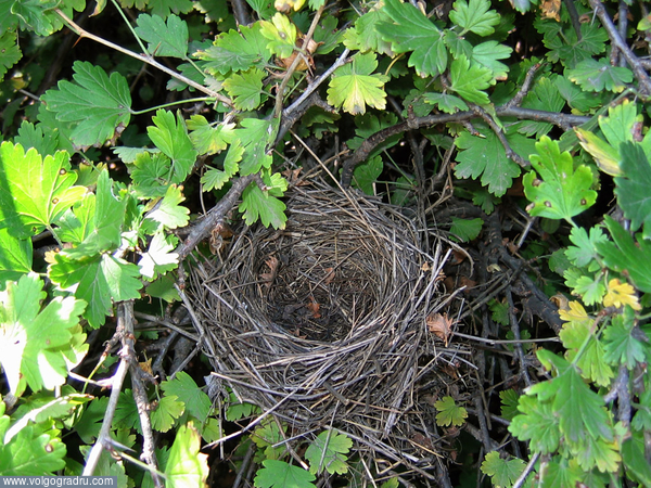 вот такое гнездо обнаружилось на даче в кустах смородины.... гнездо, смородина, 