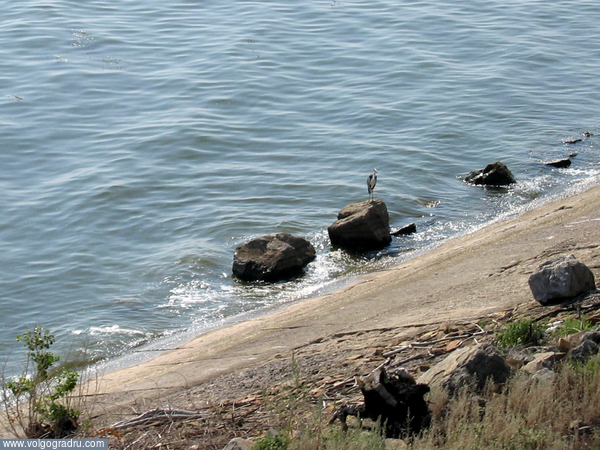 Таких птичек там достаточно много сидело вдоль жд.... Цимлянское водохранилище, цапля, камни