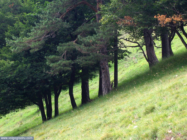Лес на склоне Чучельского перевала. Крым, лес, 