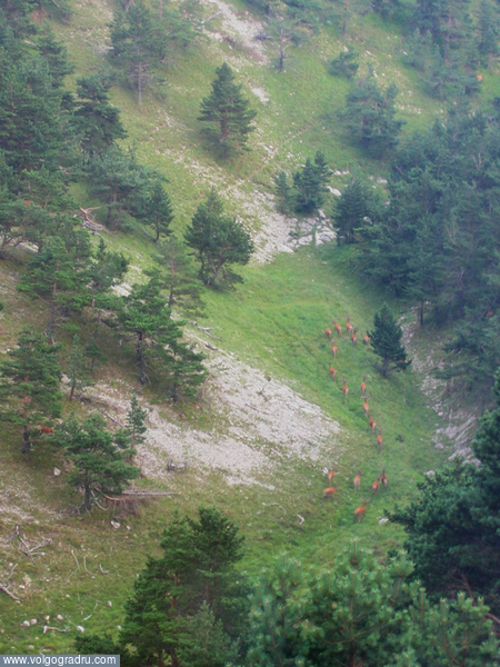 Олени-самцы, если присмотреться - видно рога, снято с дороги с большой высоты, зум оптический 3х. Крым, заповедник, олени