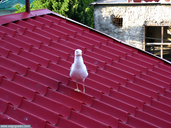 Вот такой гость пожаловал на крышу под балконом. Оказался наглым, клевал хлеб без опаски.. Алушта, чайка, крыша