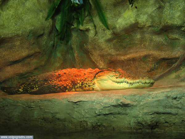 Взрослая особь крокодила. Алушта, аквариум, крокодил