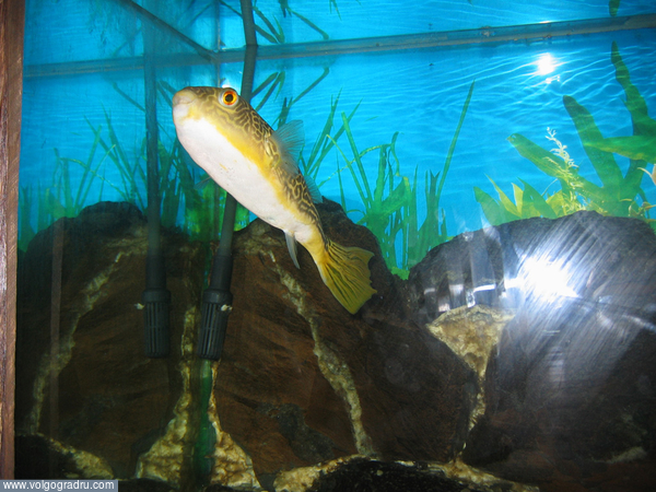 Одна из разновидностей тетрадонов, рыба шар.. Алушта, аквариум, тетрадон