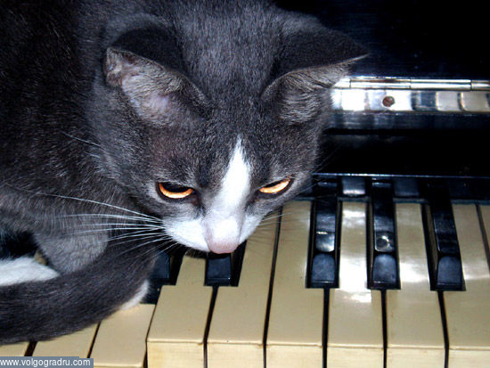На фортепиано. кошки, животные, кот