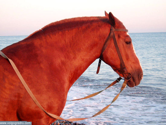 Почти «Купание красного коня». животные, малыш, лошадь