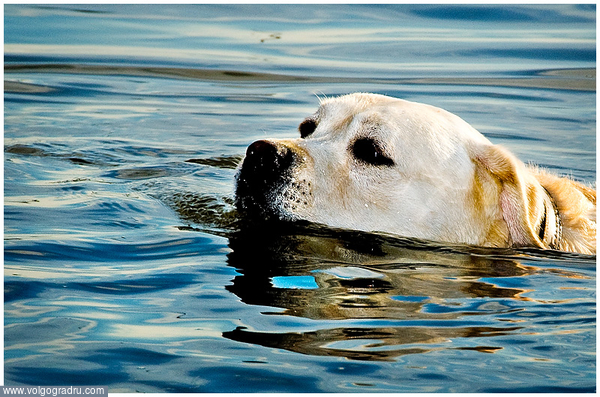 Водоплавающий. собака, река, лабрадор