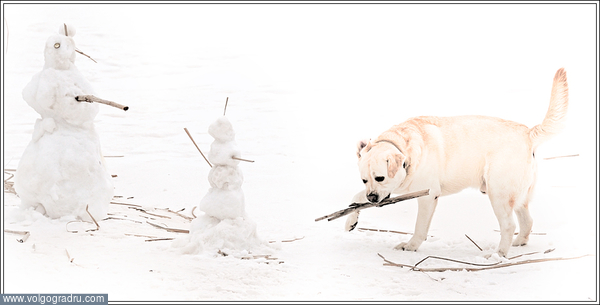 Зимние игры. собака, лабрадор, зима
