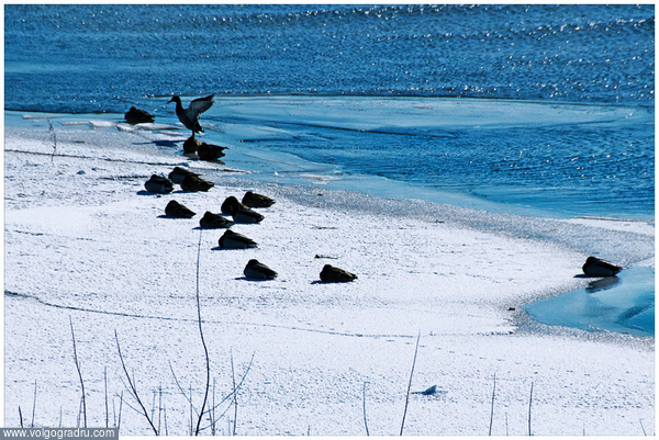 Утки купаются при минус восемнадцать! Не каждая утка останется зимовать в Волгограде.. мороз, утки, зимовка