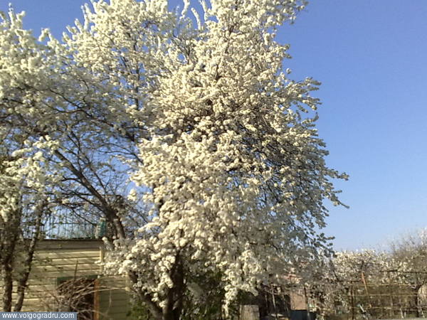 цветущая абикоса на даче. весна, 