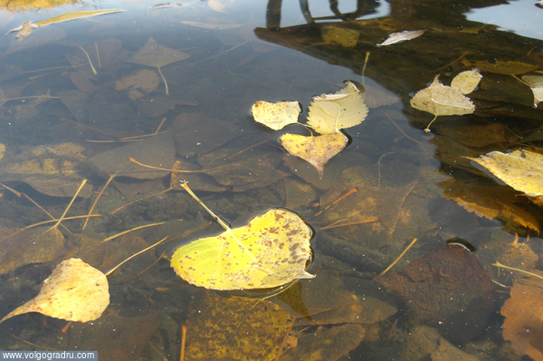 модель: тополиный лист. лист, осень, вода