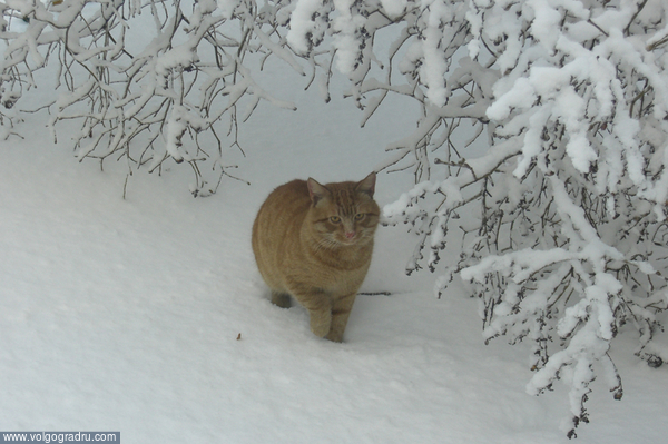 Холодно лапку опускать в снег.... кот, кошки, снег