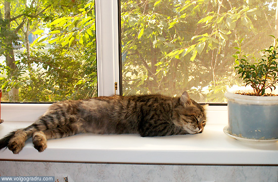 Я на солнышке лежу.... кошка, кот, животные