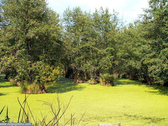 Под зеленым покровом болотистое озерцо. серафимовичский, Серафимович, область