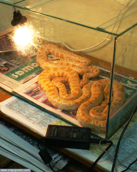 Американский императорский удав. Выставка экзотических животных и птиц, оранжевая змея, ораньжевая змея