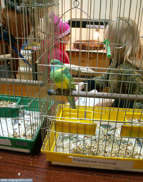 Барнардов попугай. Выставка экзотических животных и птиц, яркое оперенье, декоративная домашняя птичка