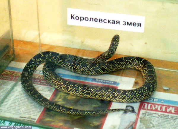 Королевская змея. Выставка экзотических животных и птиц, королевская змея, зелёная змея