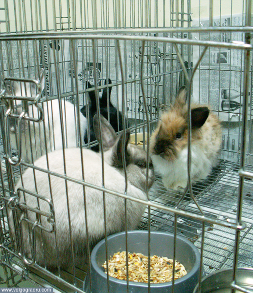 Кролики. Выставка экзотических животных и птиц, кролик, пушистый зверёк