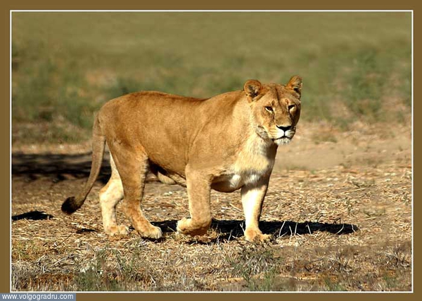 Сафари. животные, семейство кошачьих, львица
