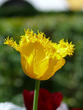 Мохнатый тюльпан