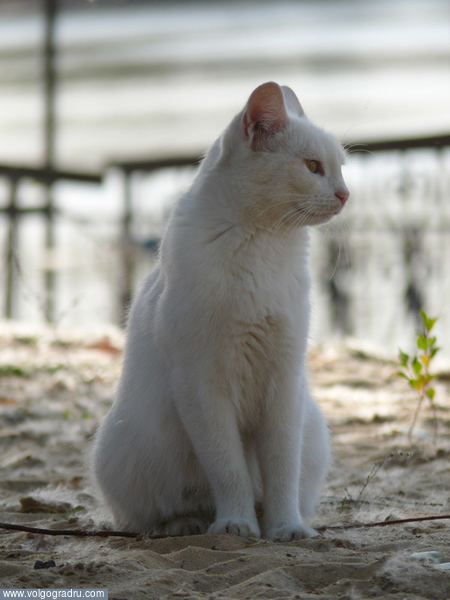 Натурщица. белая кошка, грациозность, уличный кот