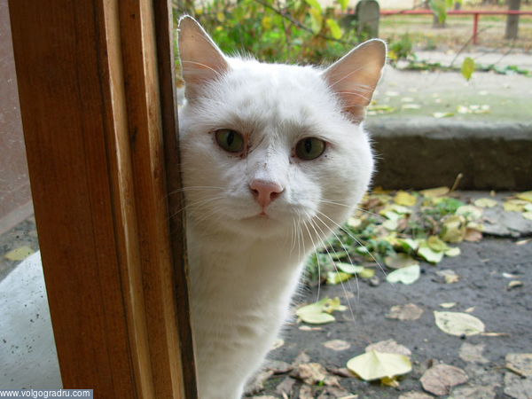 Белый кот. кошки, животные, кот