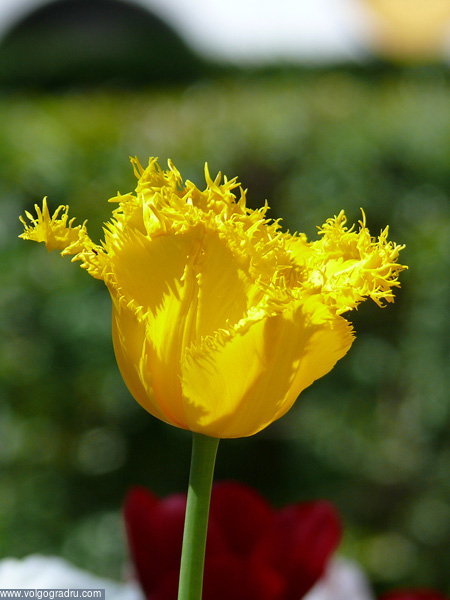 Мохнатый тюльпан. цветы, природа, мохнатый