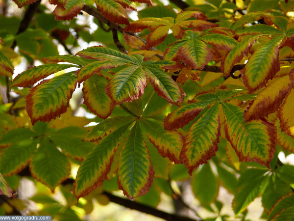 Листья каштана. листья каштана, каштан, красно-жёлто-зелёные листья