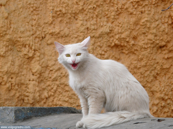 "Белый дракон с желтыми глазами" или "Дайте мя-а-а-а-а-а-аса!". кот, белый кот, мяу