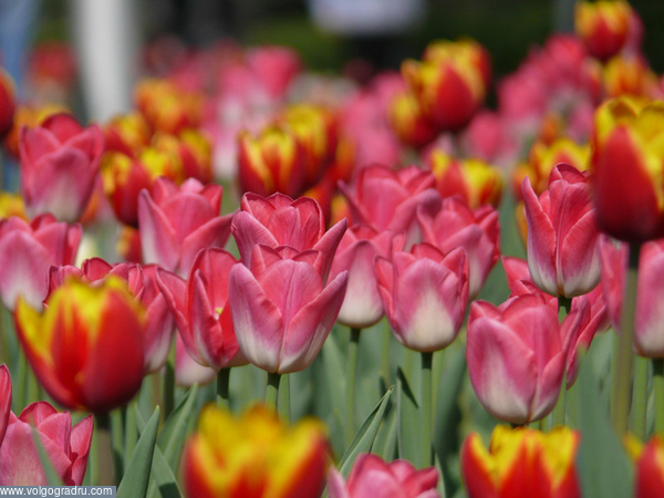 Тюльпаны на Алле Героев.. тюльпаны, цветы, весна