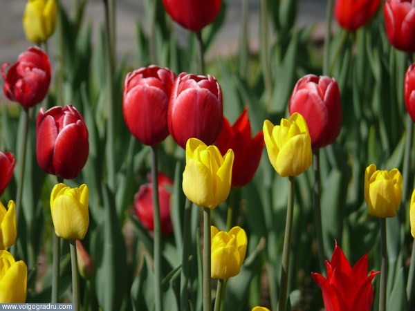 Тюльпаны на Аллее Героев.. тюльпаны, цветы, весна