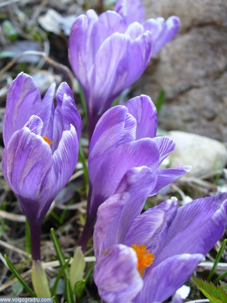 Фиолет. цветы, природа, цветок