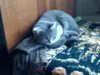 Кот Дряшка — Это мой зверь невиданный - кот Дрянь на лапках :)